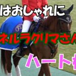 2022 今年初の 東京競馬場 開催 誘導馬の マイネルラクリマ さんもおしゃれに登場!! 現地映像