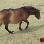 ひろチャンネル 日常動画と自然の風景「宮崎で馬を見たり」