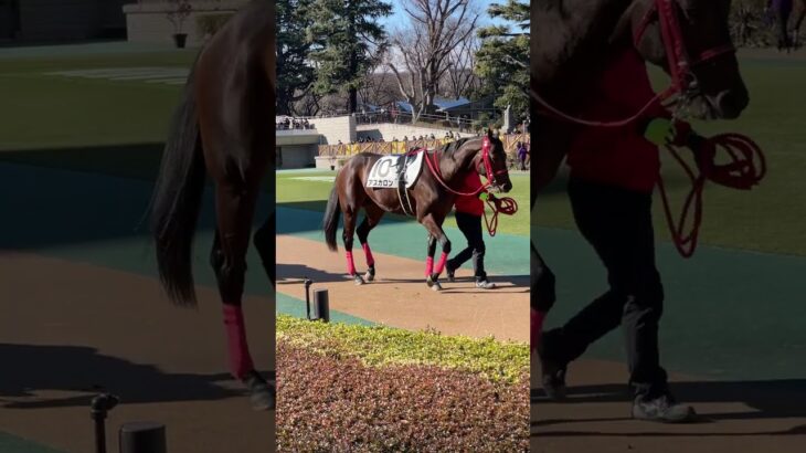 Horse　Racehorse　【Tokyo Racecourse】　東京競馬場　パドック