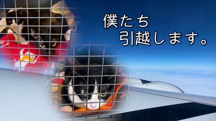 【南国育ち猫】飛行機での旅立ち。